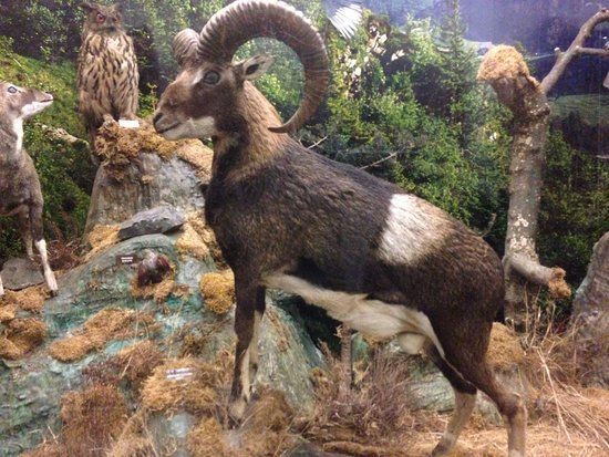 Musée d'Histoire naturelle Lecoq